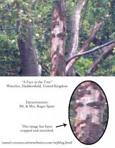 A Face in the Tree