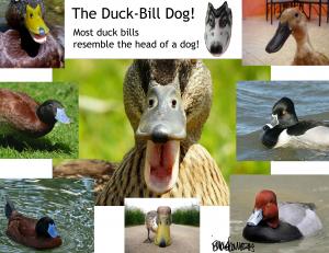 Duck Bill Dog