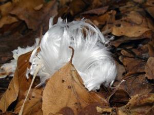 This is not a wig on the forest floor - it just Resembles one